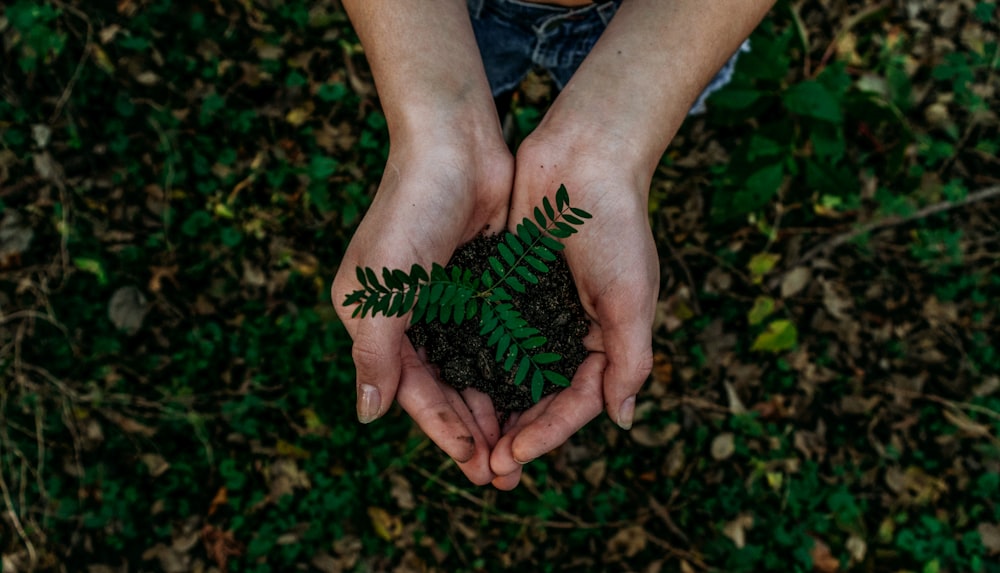 Hands holding green seedling for sustainability